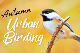 Autumn Urban Birding